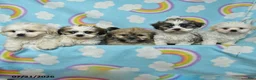 Teddy Bear dogs for sale: Alice - Ad 3