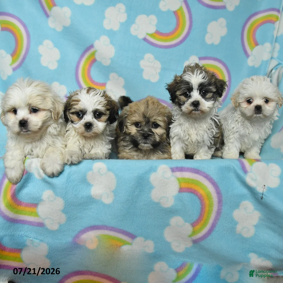 Teddy Bear dogs for sale: Alice - Ad 3