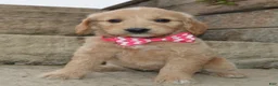 Mini Goldendoodle dogs for sale: Mini Gracie - Ad 6