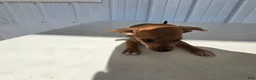 Chihuahua dogs for sale: Brutis - Ad 3