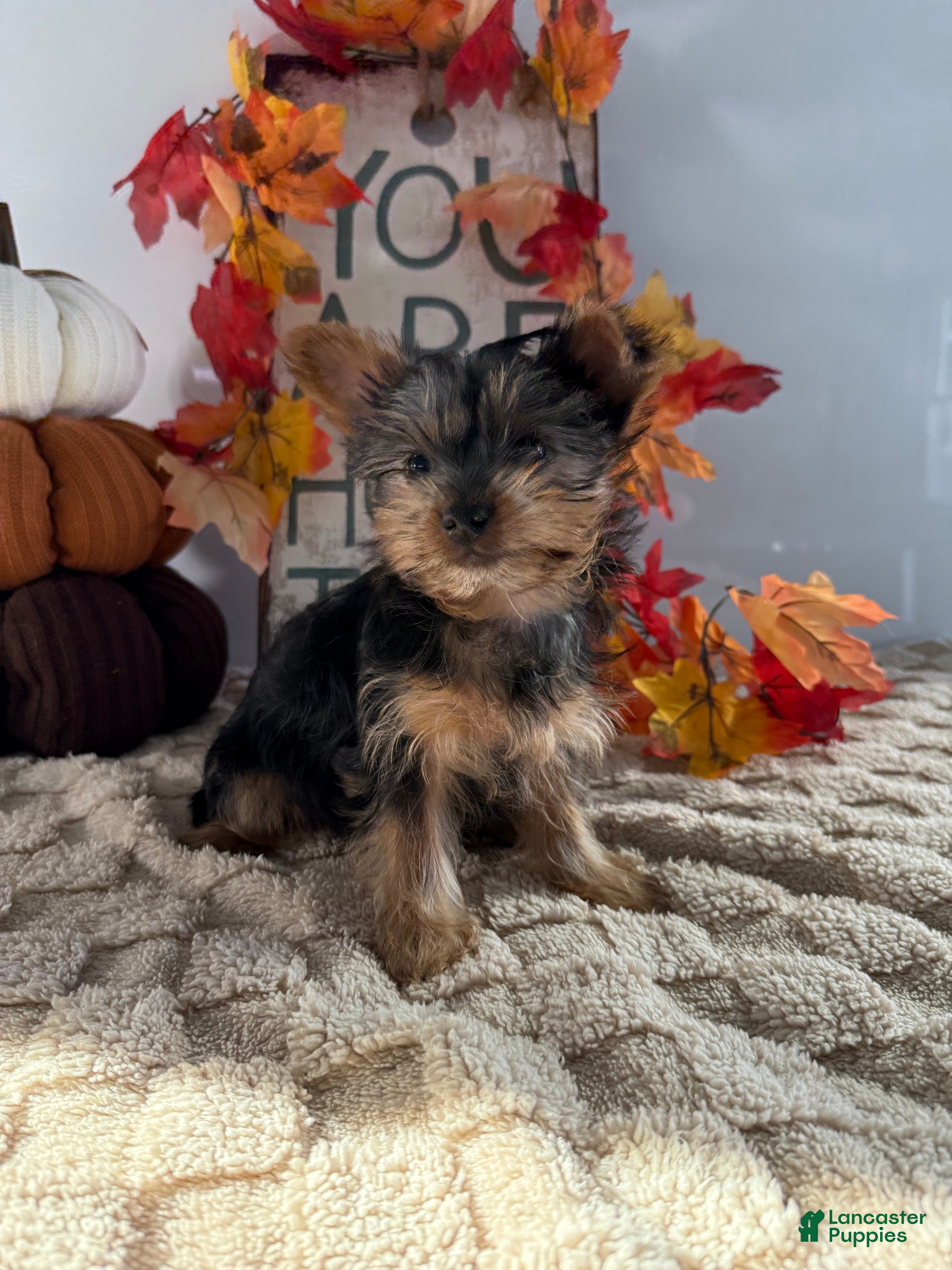 Yorkshire Terrier dogs Cruiser - Ad 37