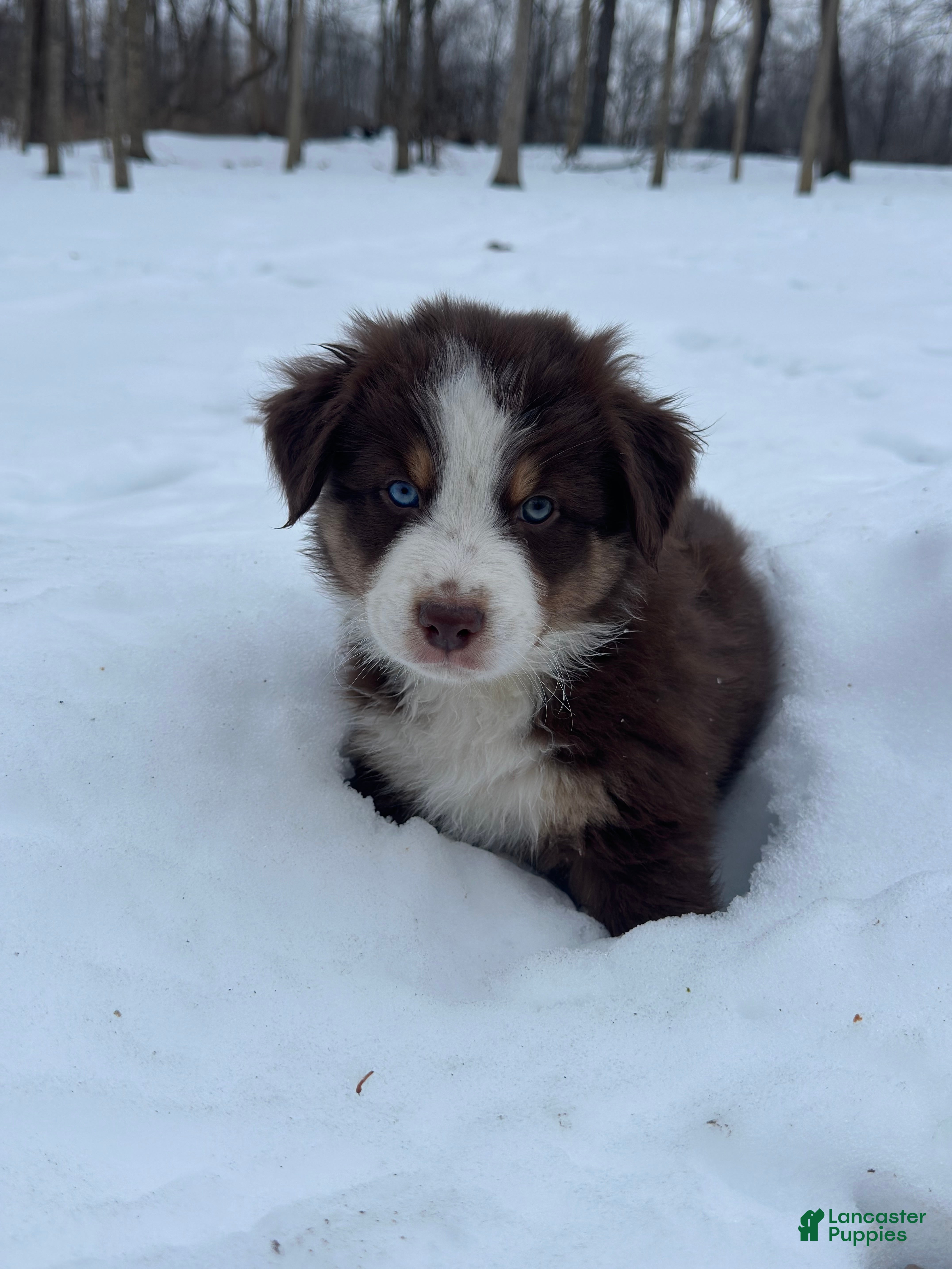 Miniature Australian Shepherd dogs for sale: Sunny - Ad 4