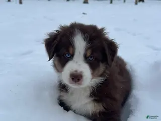 Miniature Australian Shepherd dogs for sale: Sunny - Ad 4