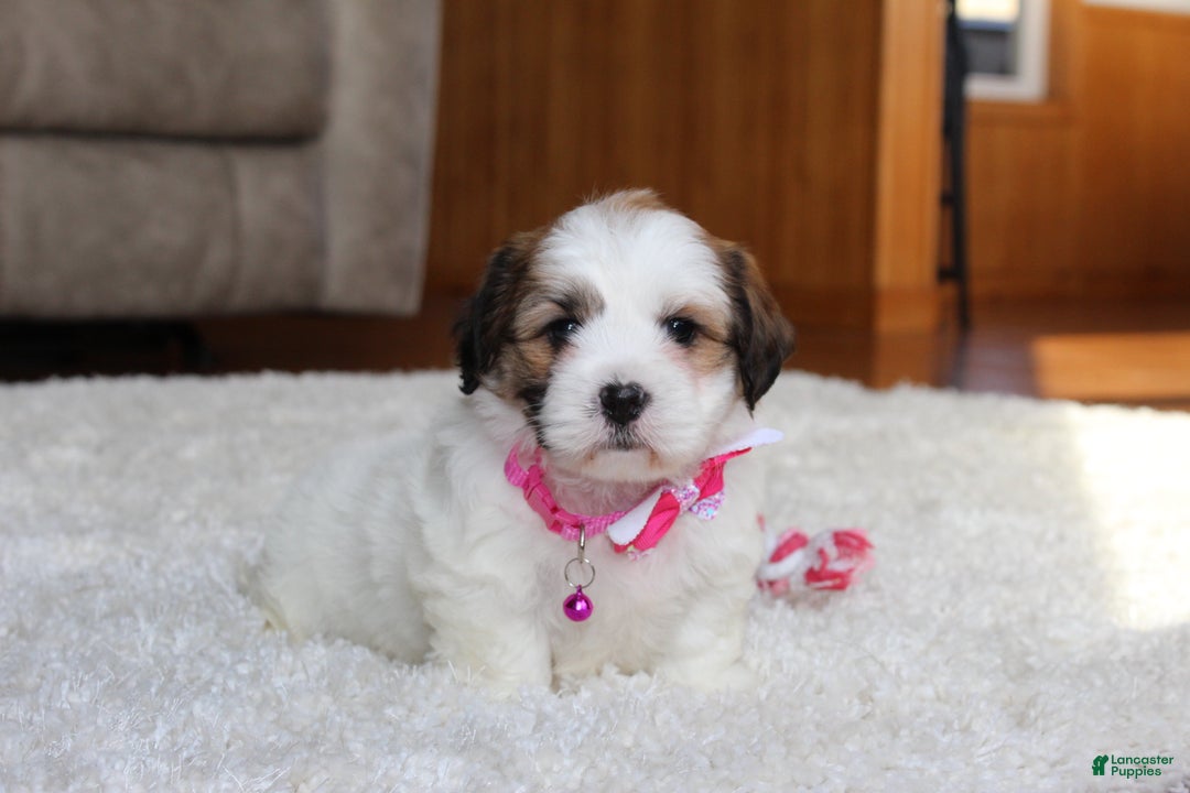 Teddy Bear dogs for sale: Lola - Ad 5