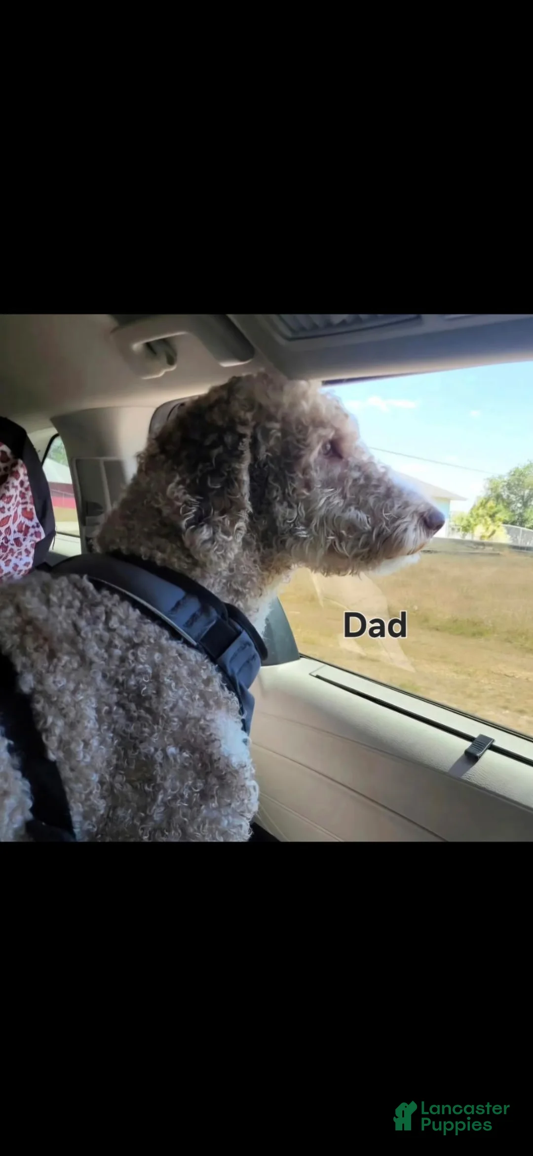 Labradoodle dogs for sale: Jewelweed (Jules) - Ad 3