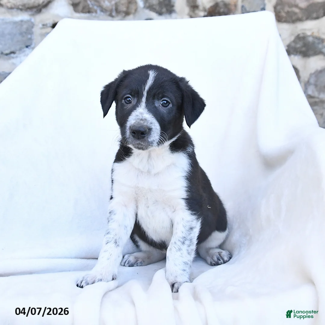 Border Collie dogs for sale: Freckles - Ad 1