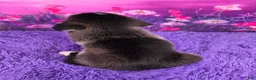 Goberian dogs for sale: Opal - Ad 4