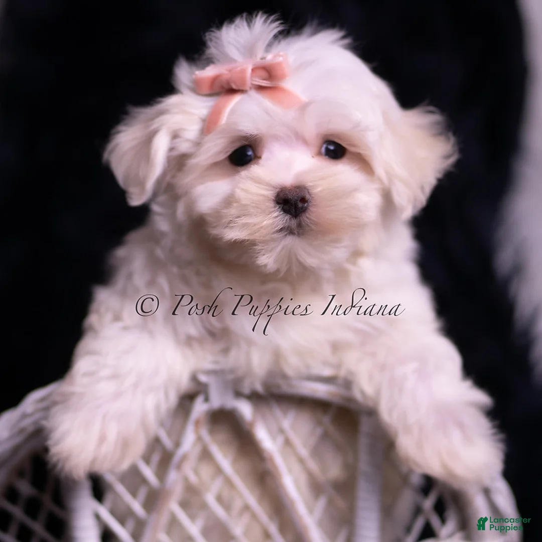 Maltese dogs for sale: Zander - Ad 2