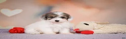 Maltipoo dogs for sale: Dusty - Ad 11