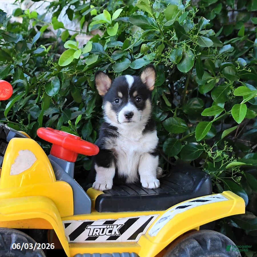 Welsh Corgi Pembroke dogs for sale: Molly - Ad 2