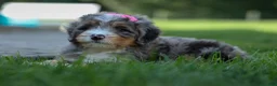 Mini Bernedoodle dogs for sale: 🐾 Primrose 🐾 - Ad 13