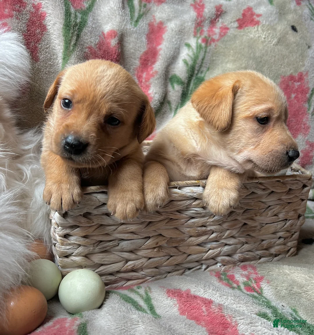 Labrador Retriever dogs for sale: Lavender - Ad 2