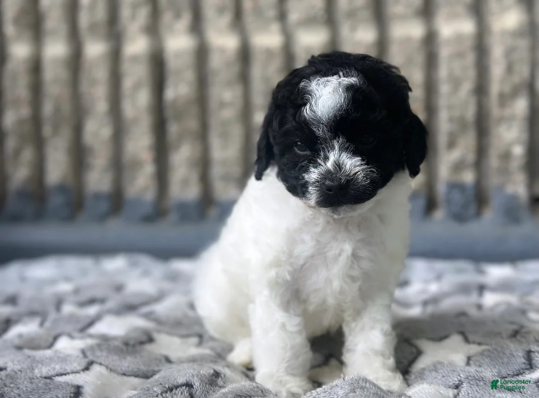 Toy Poodle dogs for sale: Storm - Ad 2