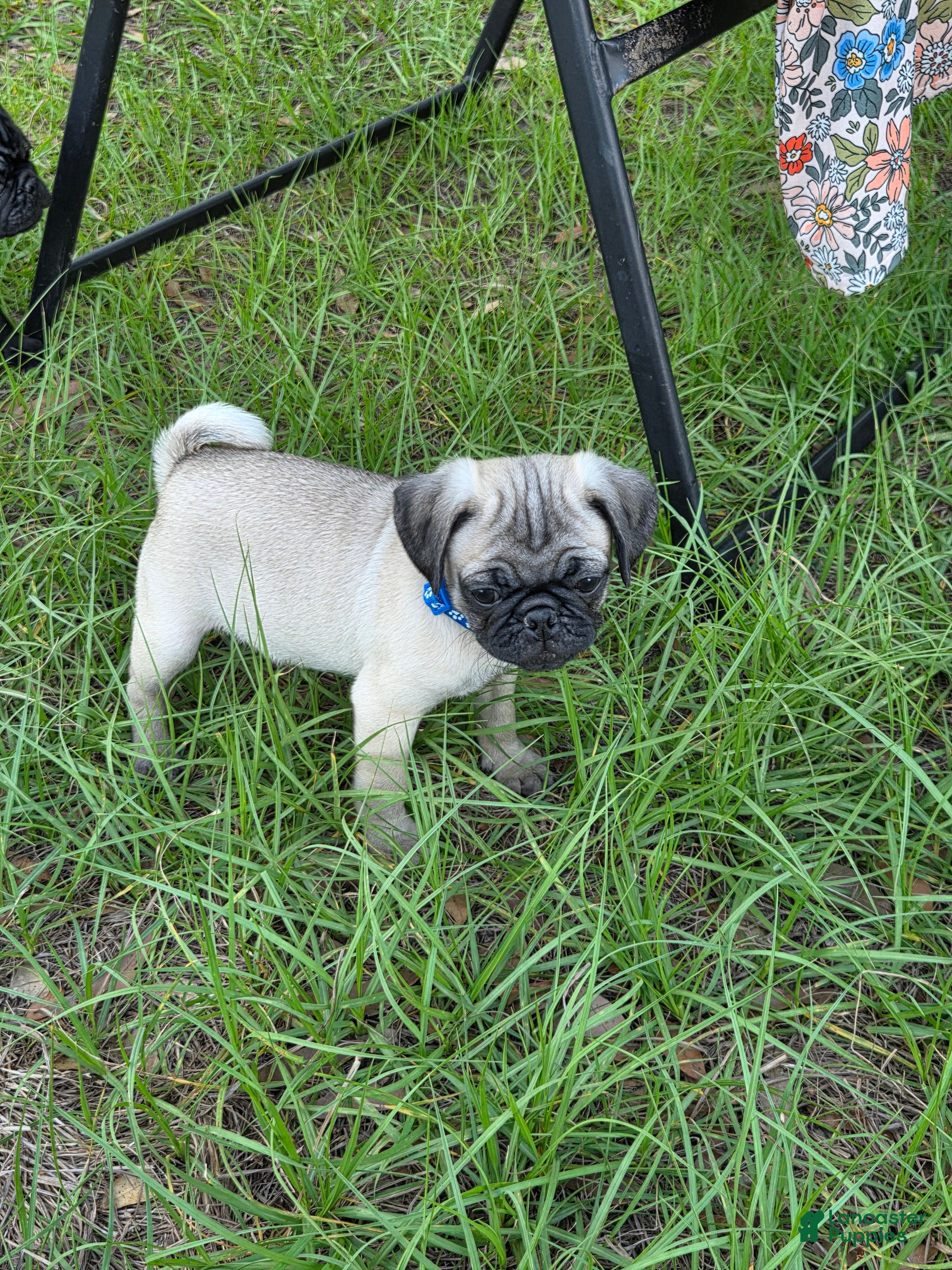 Pug dogs Milo  - Ad 2