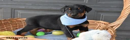 Doberman Pinscher dogs for sale: Eggy - Ad 1