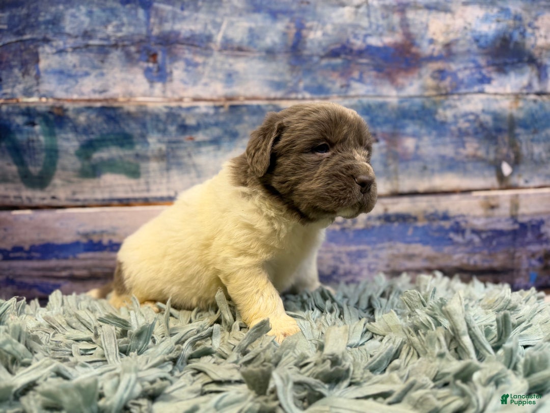 Mixed Breed dogs for sale: Storm OFA DNA  - Ad 8