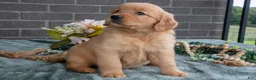 Golden Retriever dogs for sale: Eliza  - Ad 3