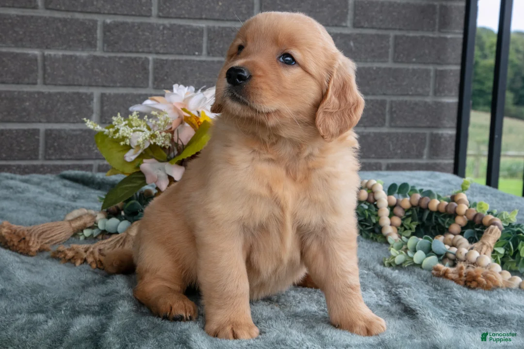 Golden Retriever dogs for sale: Eliza  - Ad 3
