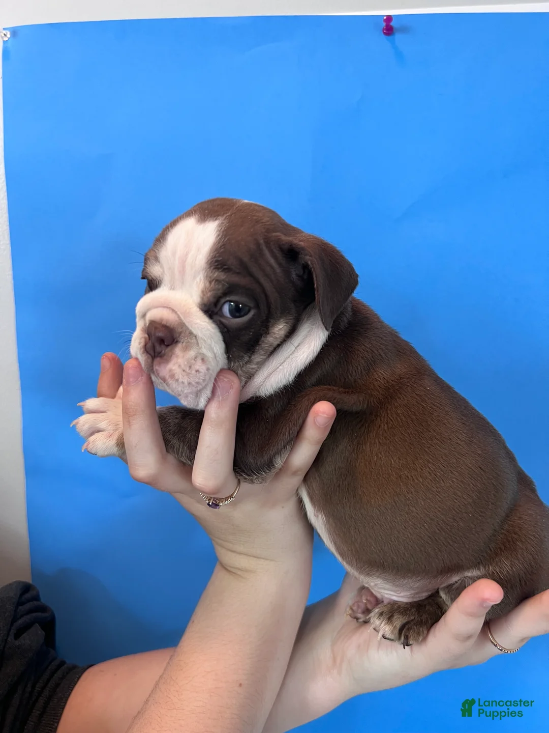 English Bulldog dogs for sale: Bully (Chocolate Trindle) - Ad 4