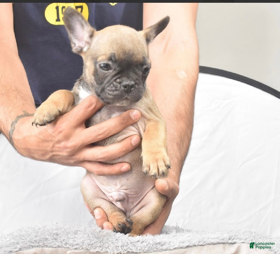 French Bulldog dogs French Bulldog Puppy 1 - Ad 2
