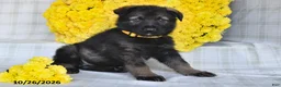 German Shepherd dogs for sale: Oasis - Ad 4
