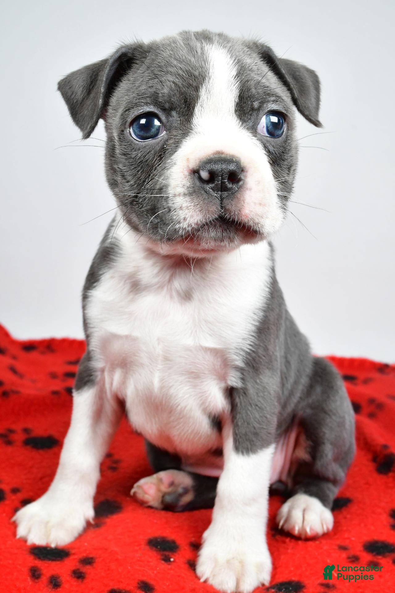 Boston Terrier dogs for sale: Callie - Ad 2