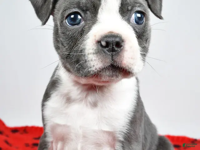 Boston Terrier dogs for sale: Callie - Ad 2