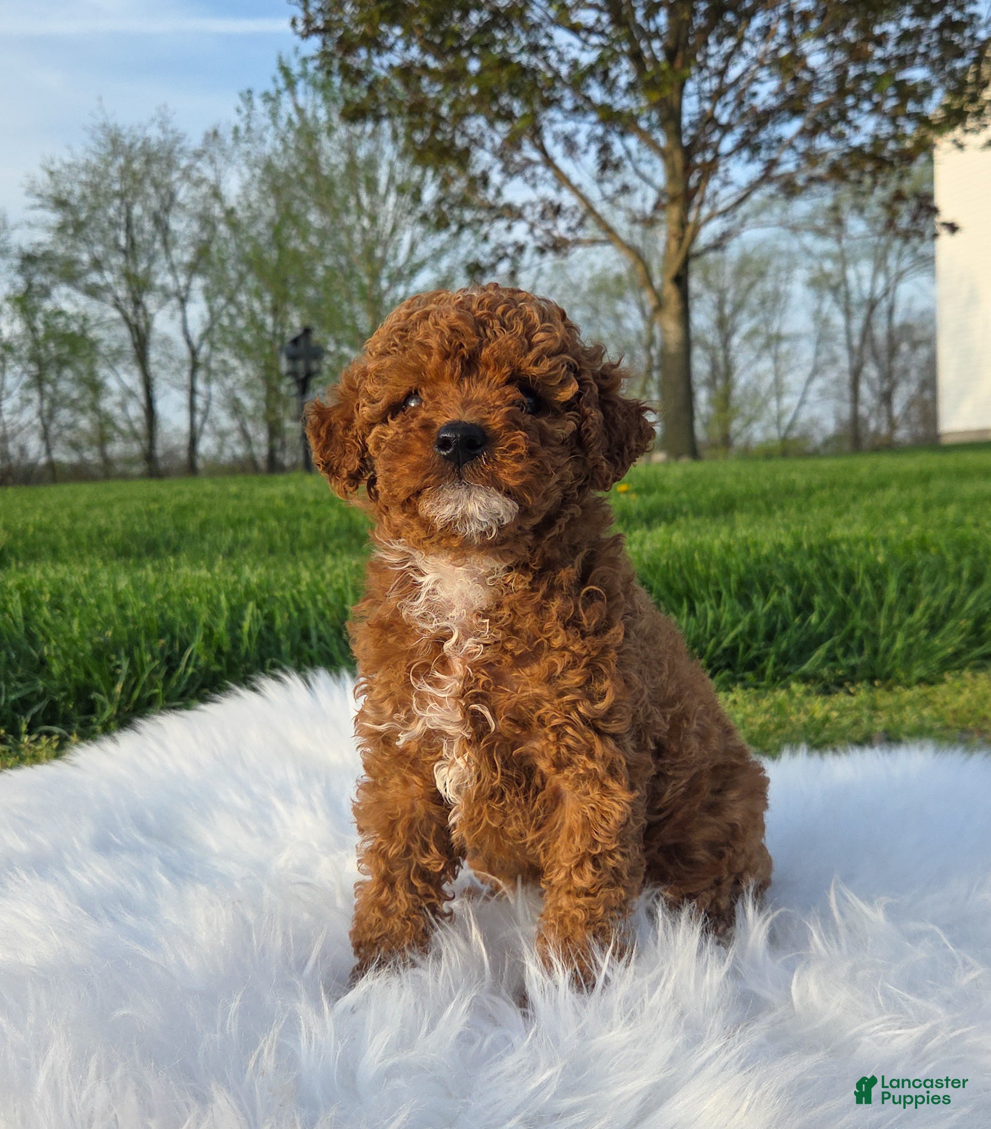 Miniature Poodle dogs Dotty - Ad 1