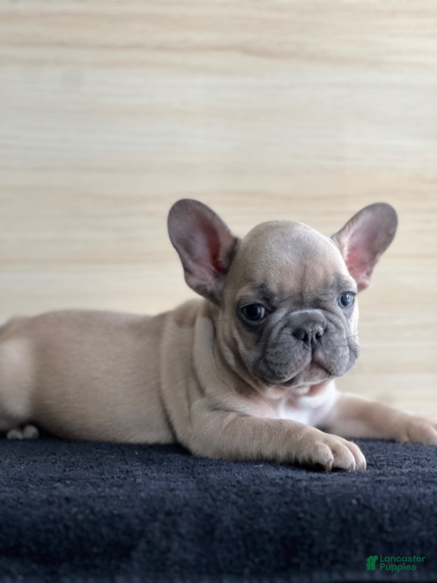 French Bulldog dogs Boy 2  - Ad 2