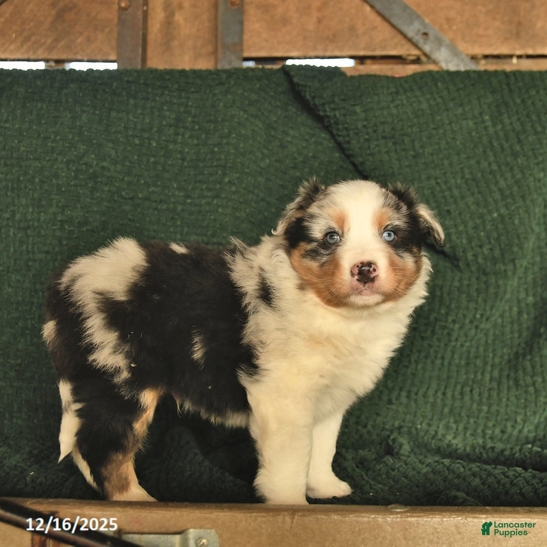 Australian Shepherd dogs for sale: Dixon  - Ad 1