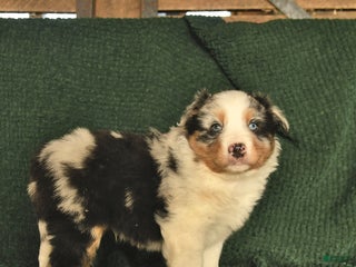 Australian Shepherd dogs Dixon - Ad 38