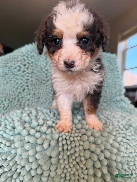 Bernedoodle dogs for sale: Casper - Ad 1