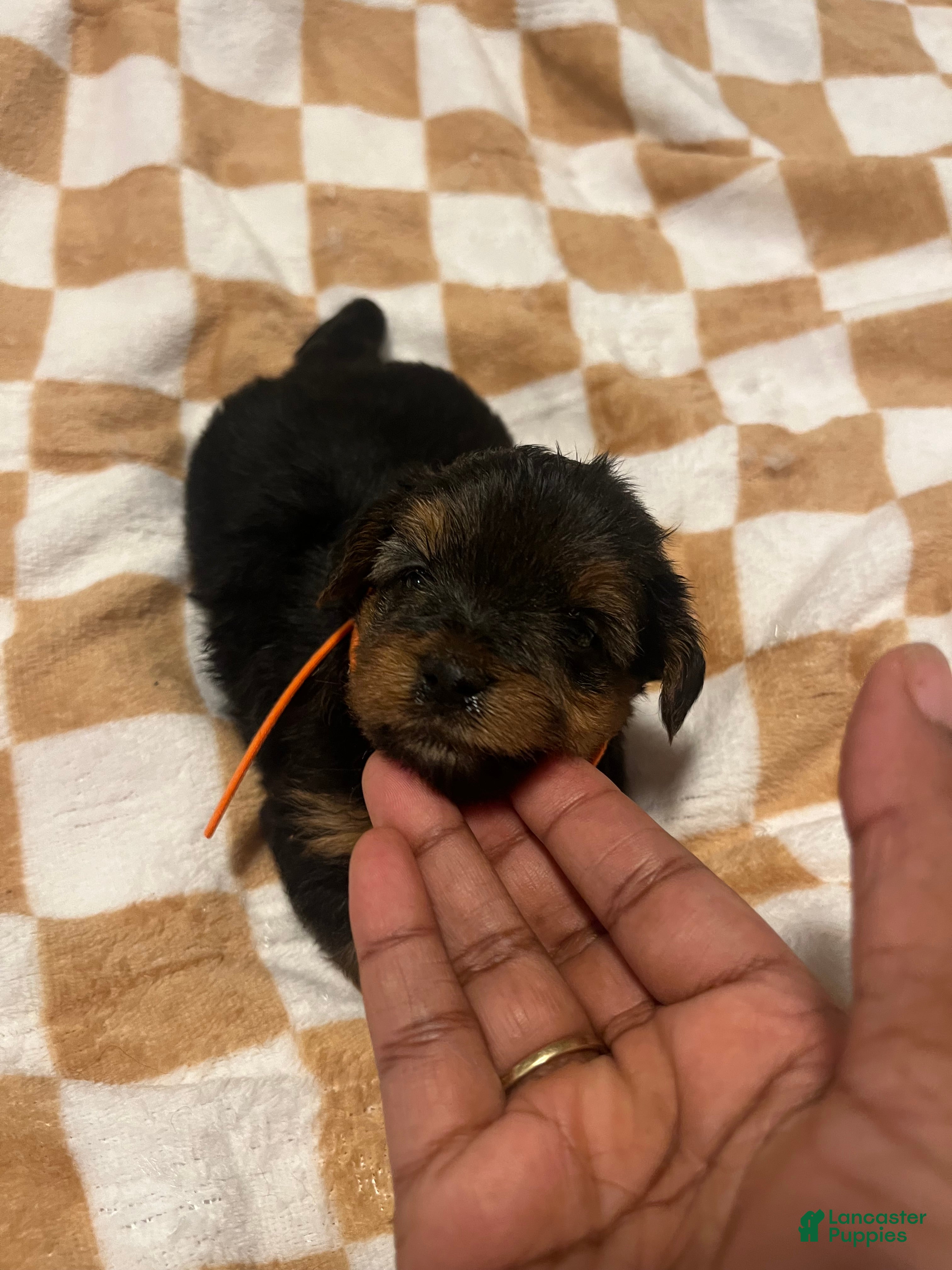 Yorkiepoo dogs Marvin - Ad 10