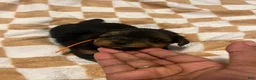 Yorkiepoo dogs for sale: Marvin - Ad 1