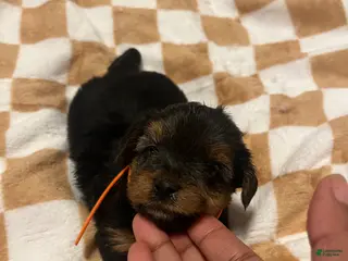 Yorkiepoo dogs Marvin - Ad 13