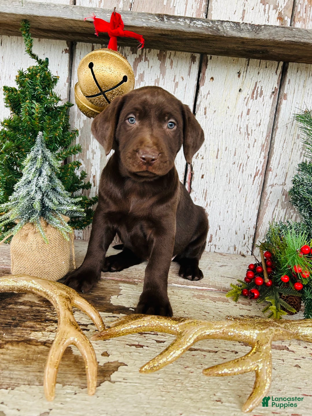 Labrador Retriever dogs for sale: Dancer - Ad 2