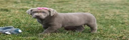 Labrador Retriever dogs for sale: KATIE - Ad 1
