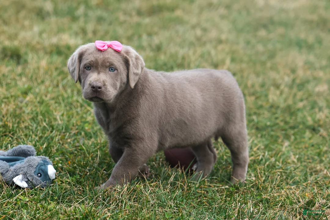Labrador Retriever dogs for sale: KATIE - Ad 1