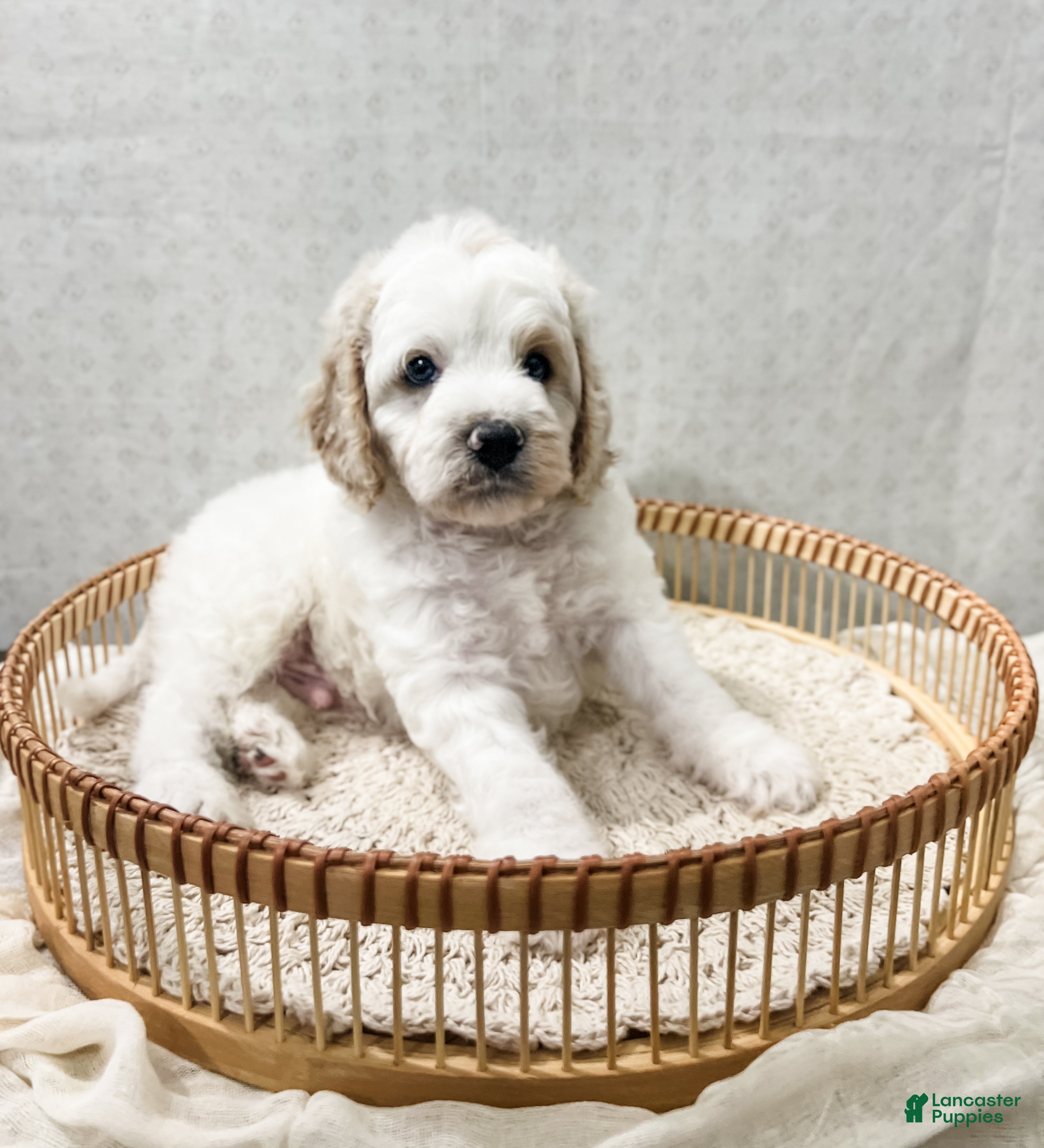 Cavapoo dogs Cavapoo 1 - Ad 1