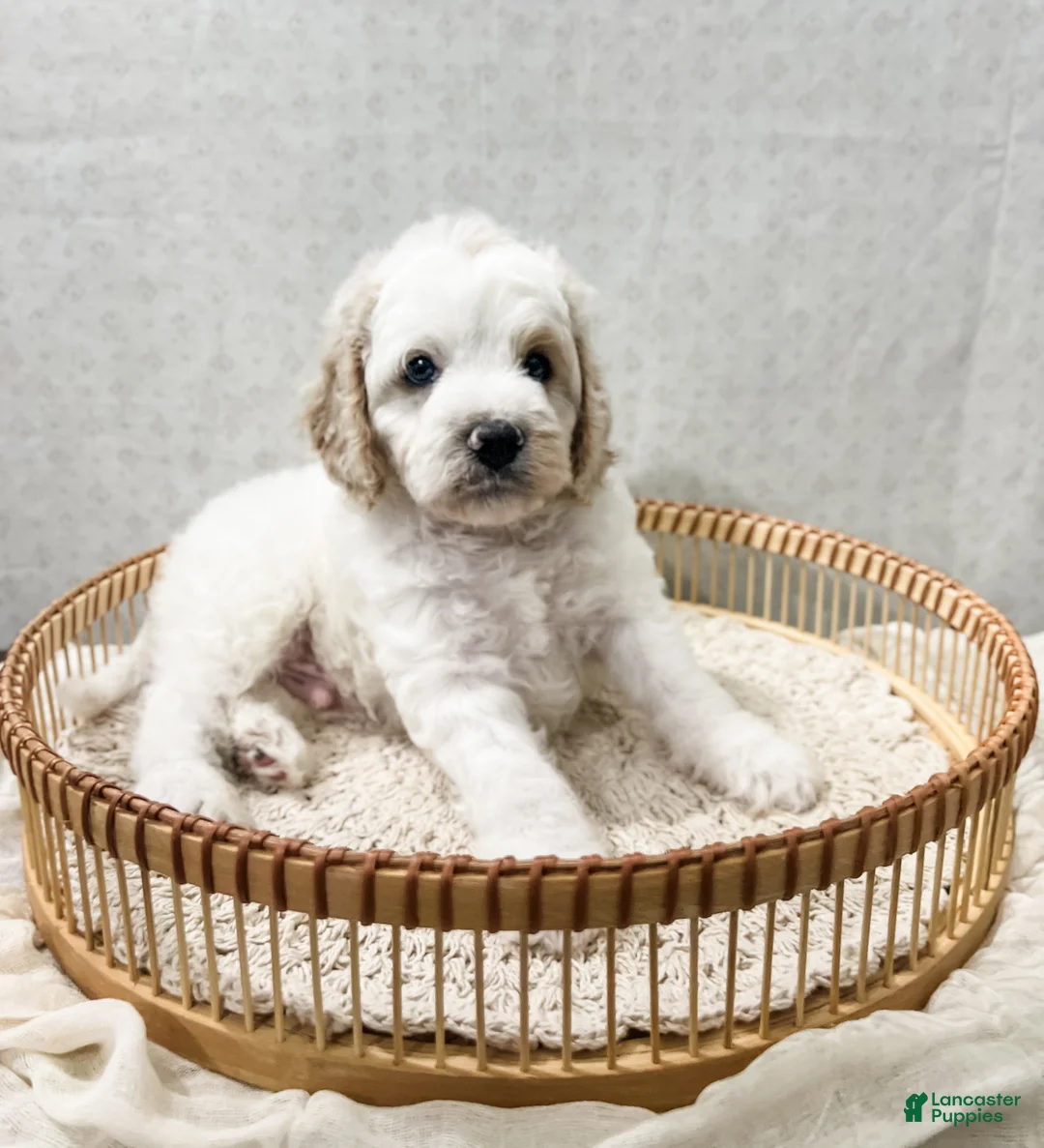 Cavapoo dogs for sale: Cavapoo 1 - Ad 1