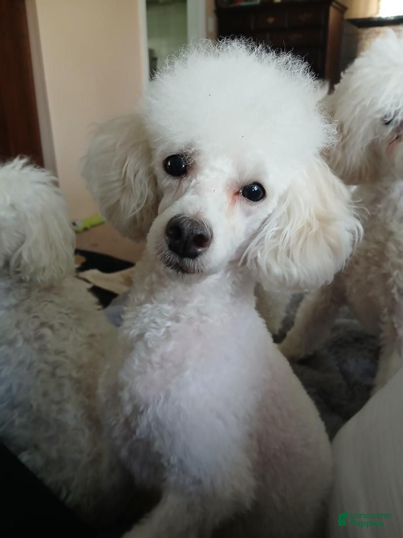 Toy Poodle dogs Light creme Female puppy! - Ad 2