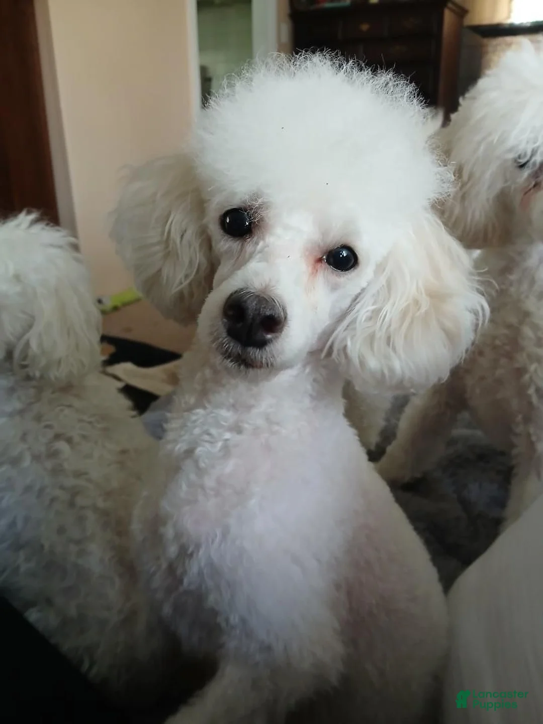 Toy Poodle dogs for sale: White with Light creme male puppy! - Ad 2