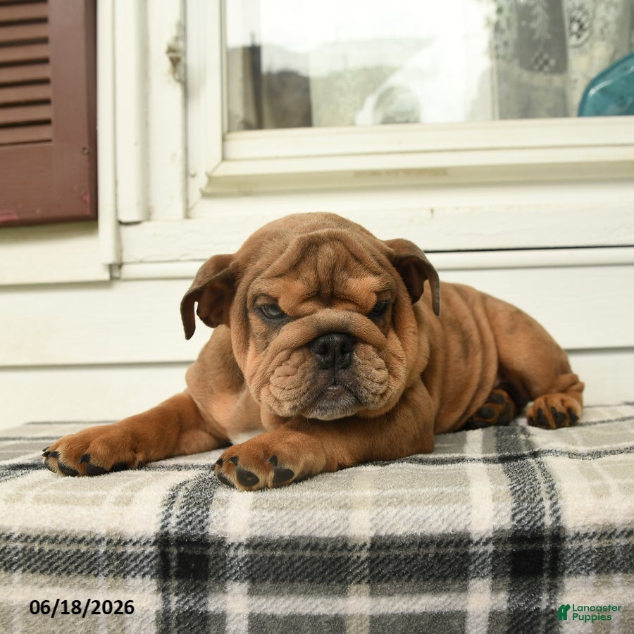English Bulldog dogs Lincoln  - Ad 1