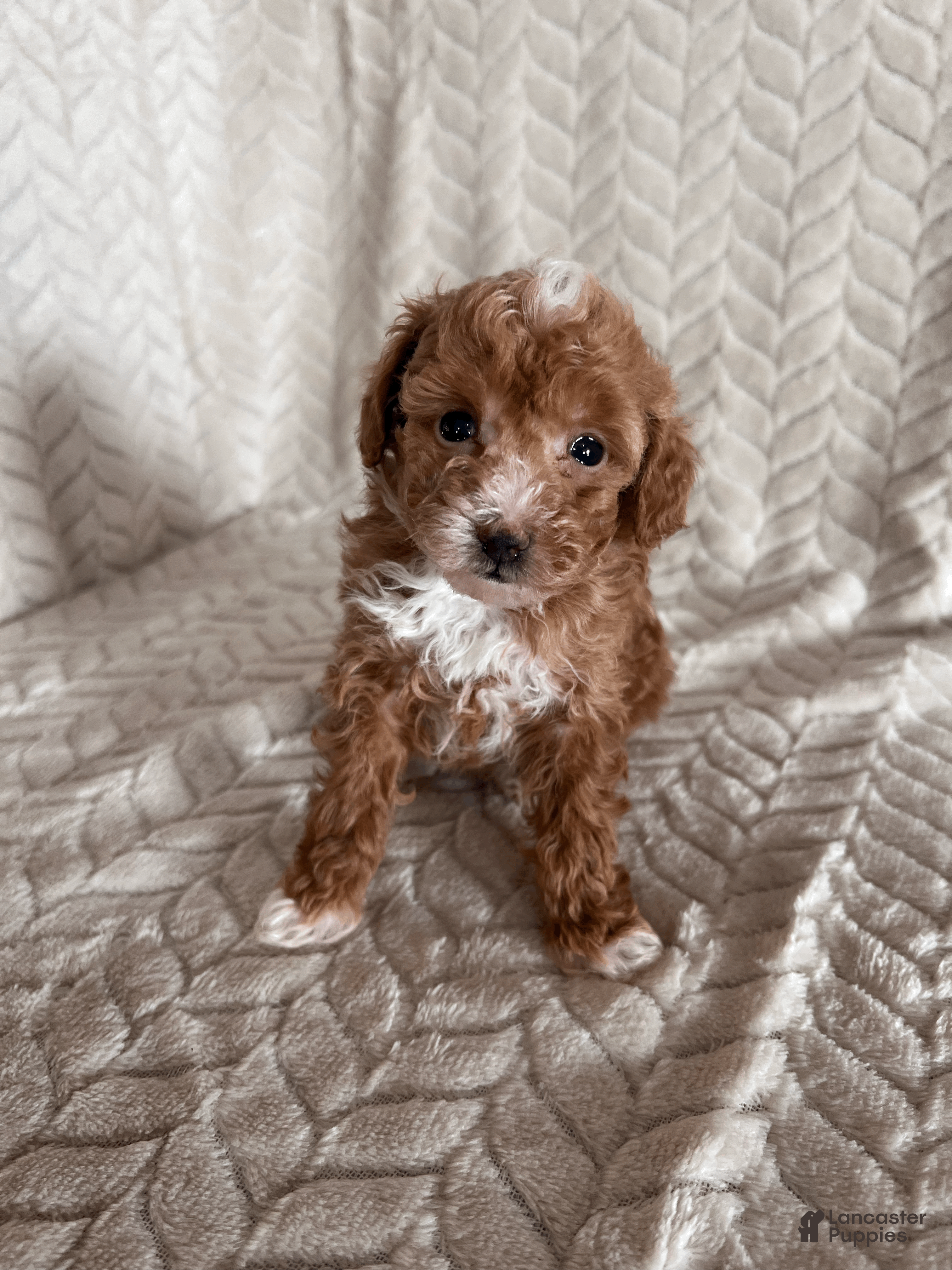 Toy Poodle dogs Amber - Ad 37