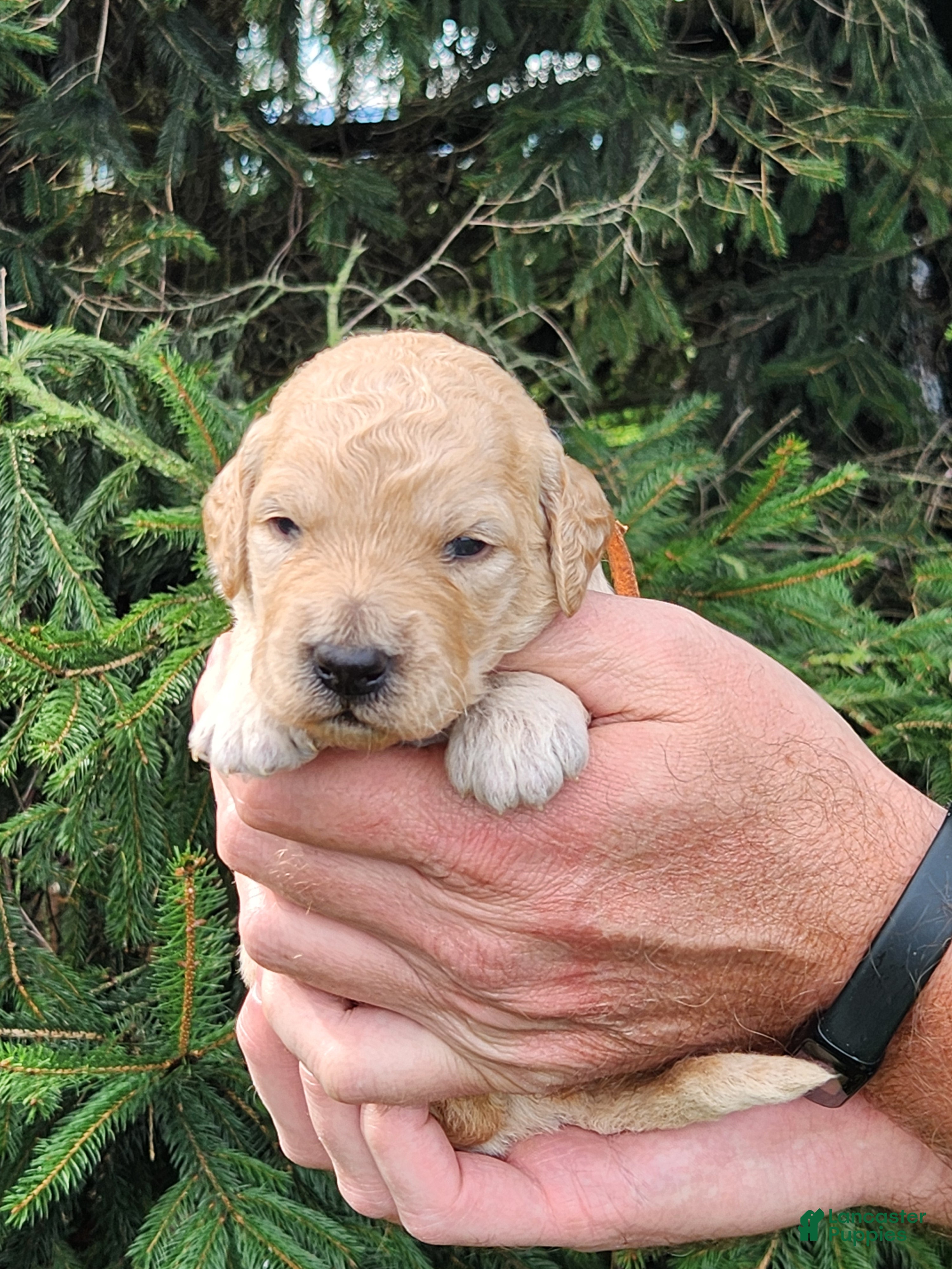 Goldendoodle dogs Mochi Bear  - Ad 2