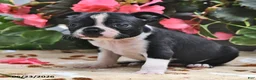 Boston Terrier dogs for sale: Lucinda - Ad 3