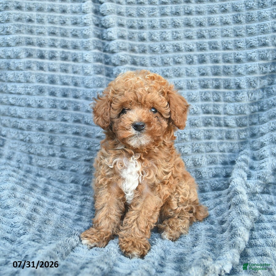 Toy Poodle dogs Max  - Ad 2