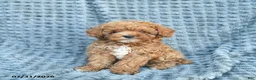 Toy Poodle dogs for sale: Max  - Ad 2