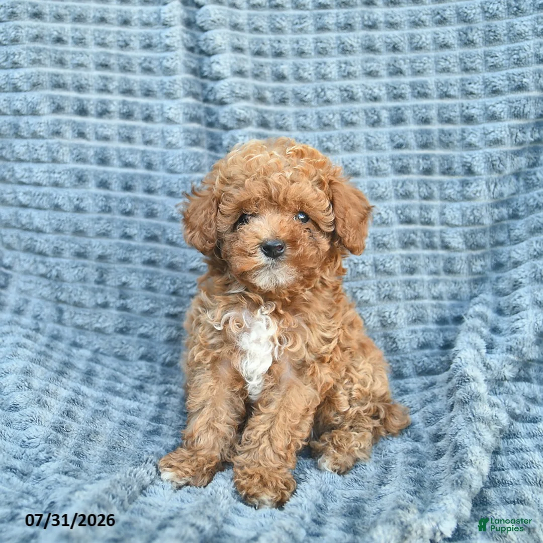 Toy Poodle dogs for sale: Max  - Ad 2