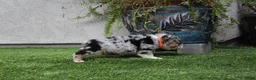 English Bulldog dogs for sale: English Bulldog 1 - Ad 11